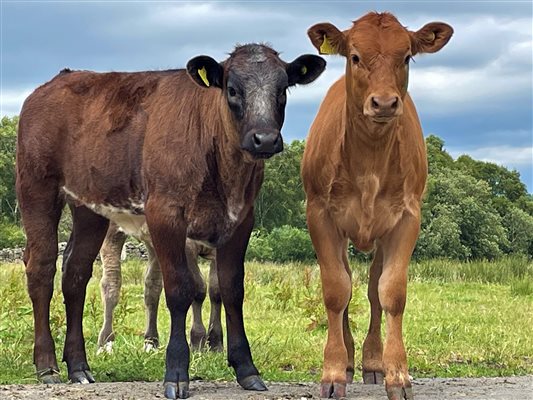 Calves at Mosedale