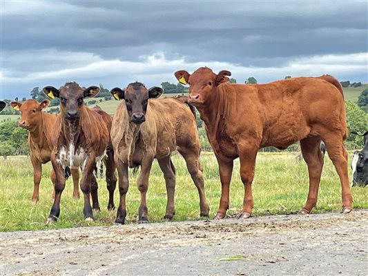 calves at Mosedale End Farm 