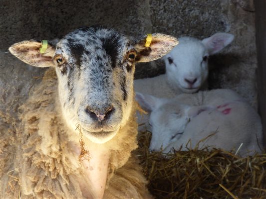 Lambing time in April
