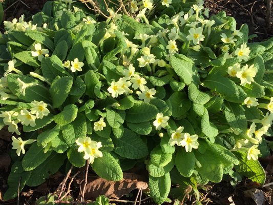 Primroses in Spring at Lords Hill Farm