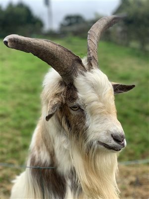 Bertie the goat
