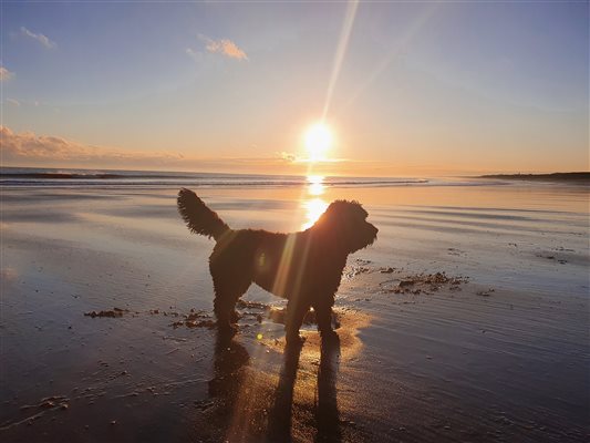 dog on beach