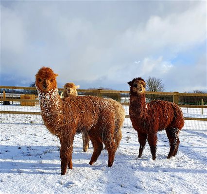 alpacas in the snow