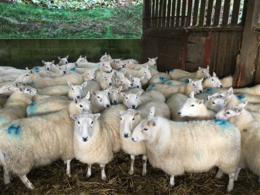 Ewes in shed
