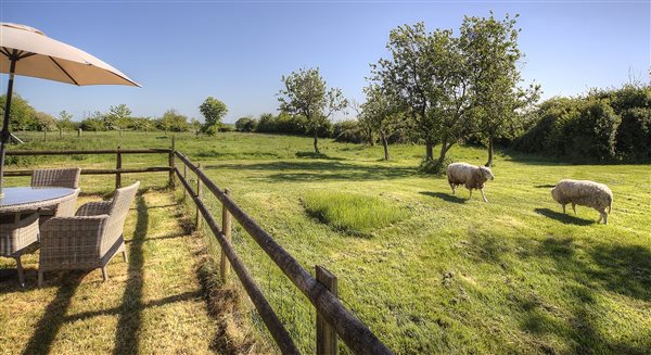 Pet sheep