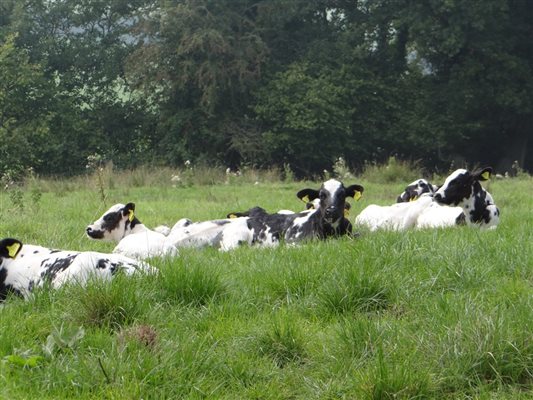 Our Calves chilling!