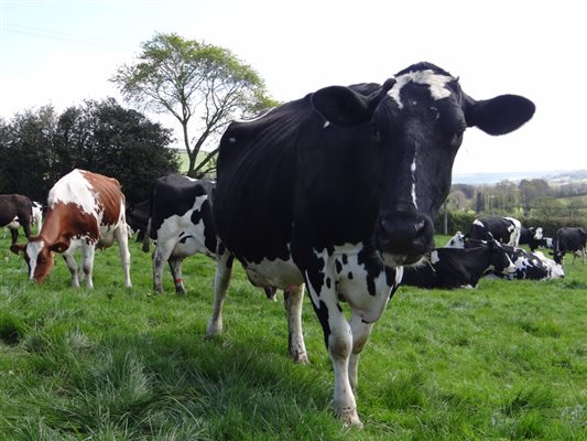 Our cows out grazing