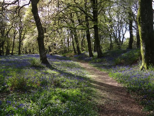 Bluebells near here!