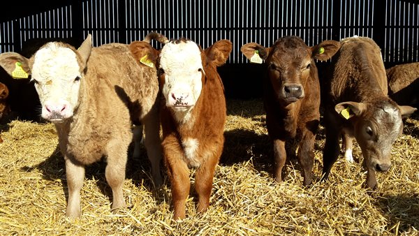 Calves at Yockletts Farm 