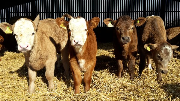 Calves at Yockletts Farm Calves at Yockletts Farm