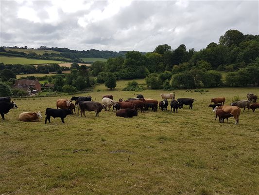 Cows at Yockletts Farm Cows at Yockletts Farm