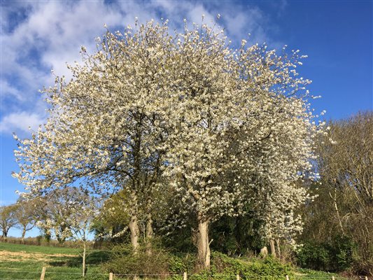 Cherry Tree at Yockletts Farm Cherry Tree at Yockletts Farm