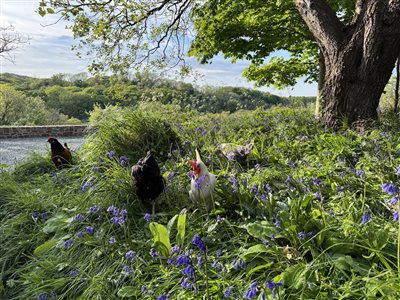 Rosemoor Country Cottages and Nature Reserve