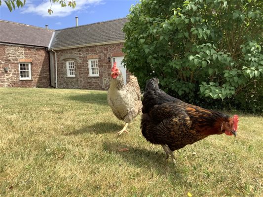 Chickens chooks farm animals