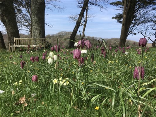 pembrokeshire flowers