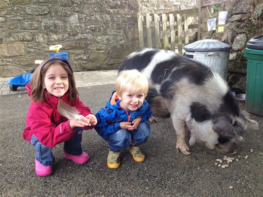 friendly kune kune pigs