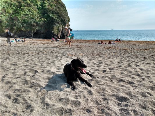 dog friendly beaches