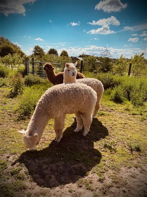 alpacas on a farm