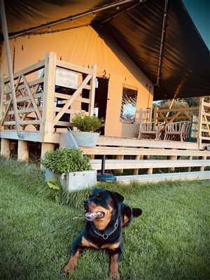 dog outside a safari tent laying in a field