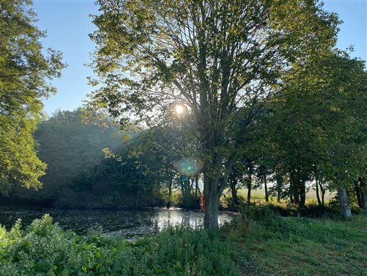 pond and trees on sunny day