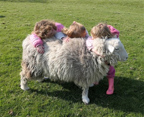 Nettlecombe Farm, Feeding time 