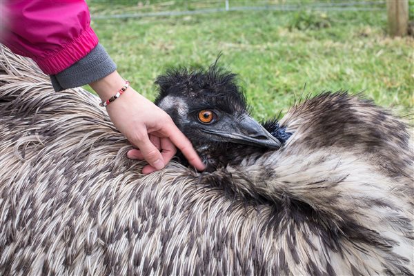 Nettlecombe Farm, Emu 