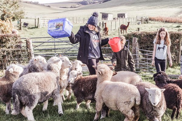 Nettlecombe Farm, Feeding time 