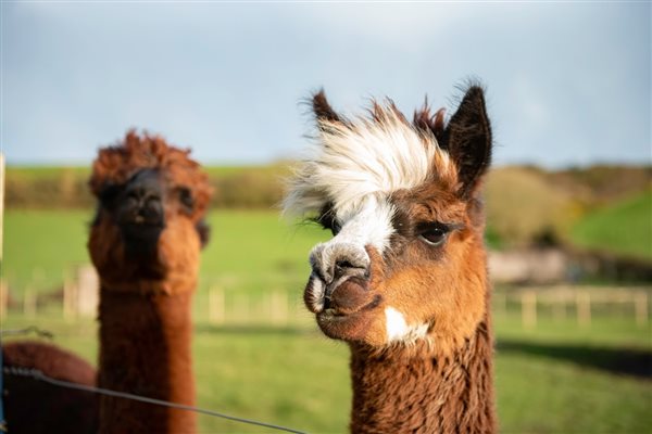 Nettlecombe Farm, Alpacas