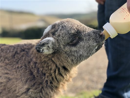 Nettlecombe Farm, feeding baby lamb 