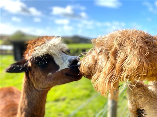 Nettlecombe Farm, Alpaca