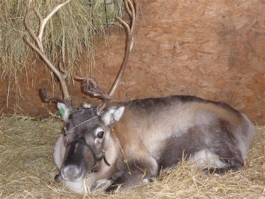 Nettlecombe Farm, Reindeer