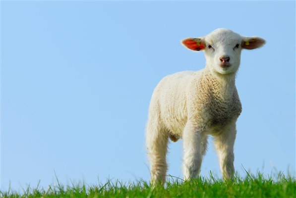 Nettlecombe Farm, baby lamb