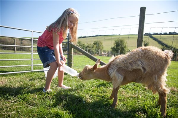 Nettlecombe Farm, Feeding time