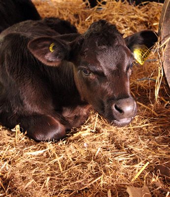 One of our Angus calves