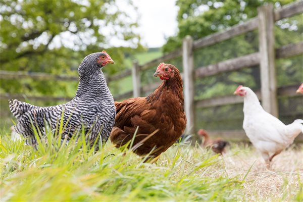 hens farm animals animal feeding chicken poultry eggs