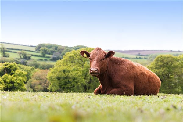 Ruby red Devon Cows