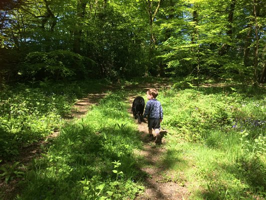 farm trail woodland space countryside