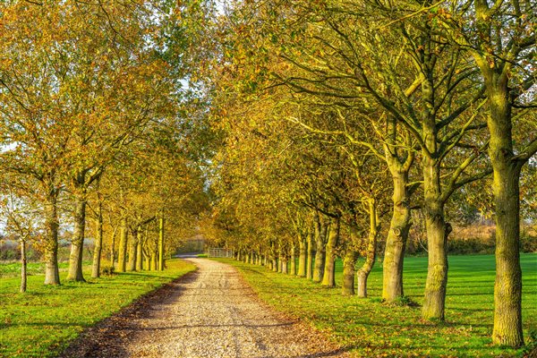 Abbey Grange tree lined driveway