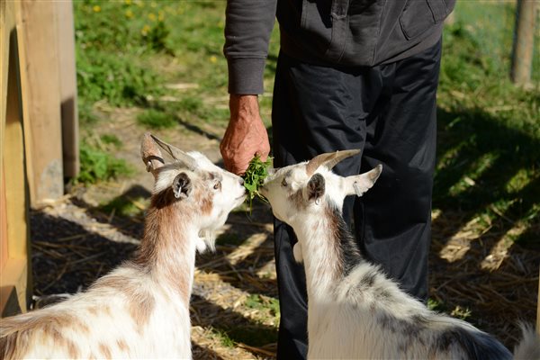 Feeding goats