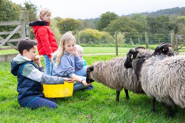 Children feeding sheep