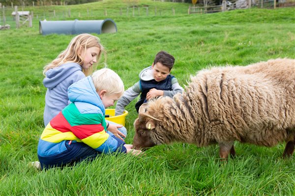 Children feeding sheep