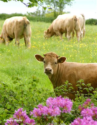 Our cattle grazing the meadows