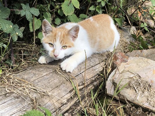 Farm cat 