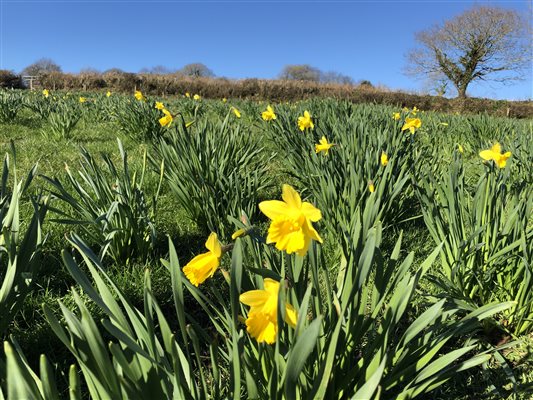 Our beautiful daffodil field