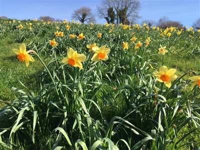 Todsworthy Farm