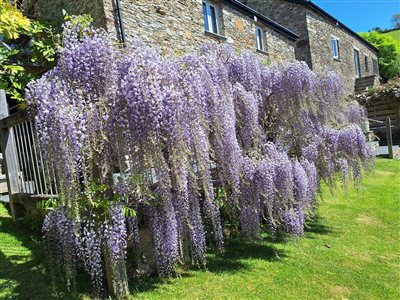 Nutcombe Holiday Cottages