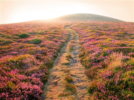 Holdstone Down | Nutcombe Holiday Cottages