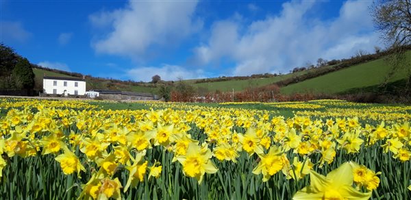 Our 3 acre field planted with 40 THOUSAND daffodils