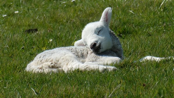 New born lambs due soon in the farmers fields all around us