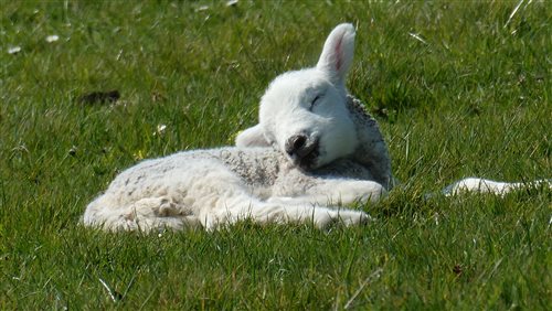 Nutcombe Holiday Cottages